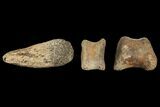 Composite Hadrosaur Finger - Alberta (Disposition #-) #100784-2